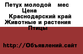 Петух молодой 8 мес. › Цена ­ 1 000 - Краснодарский край Животные и растения » Птицы   